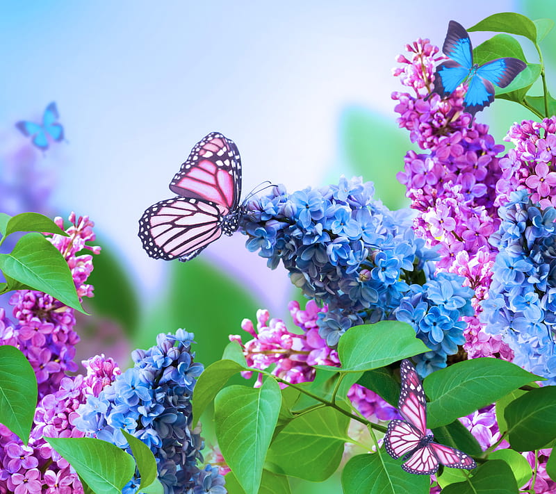 Lilac, art, bonito, blue, butterflies, flowers, purple, HD wallpaper