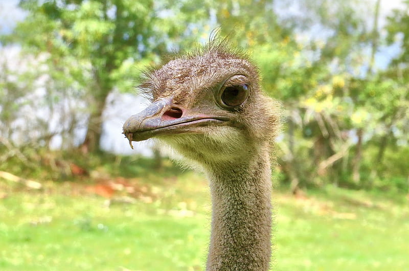 Ostrich Overjoyed, ostrich, bird, fowl, nature, animal, HD wallpaper |  Peakpx