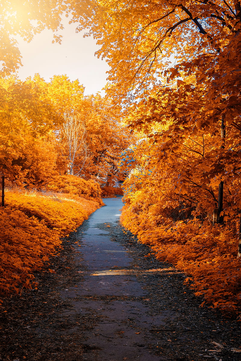 autumn, leaves, path, foliage, Nature, HD phone wallpaper