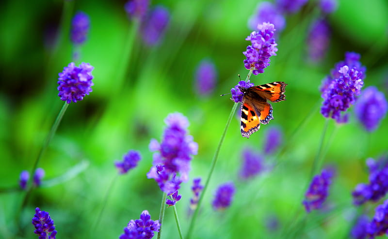 Small Tortoiseshell Butterfly, Lavender Flowers Ultra, Animals, Insects, Butterfly, Flowers, Insect, Lavender, canonef70200mmf28lisiiusm, canoneos5dmarkii, Tortoiseshell, SmallTortoiseshell, HD wallpaper