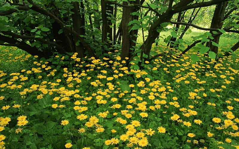 árboles y flores, flores, primavera, Fondo de pantalla HD | Peakpx