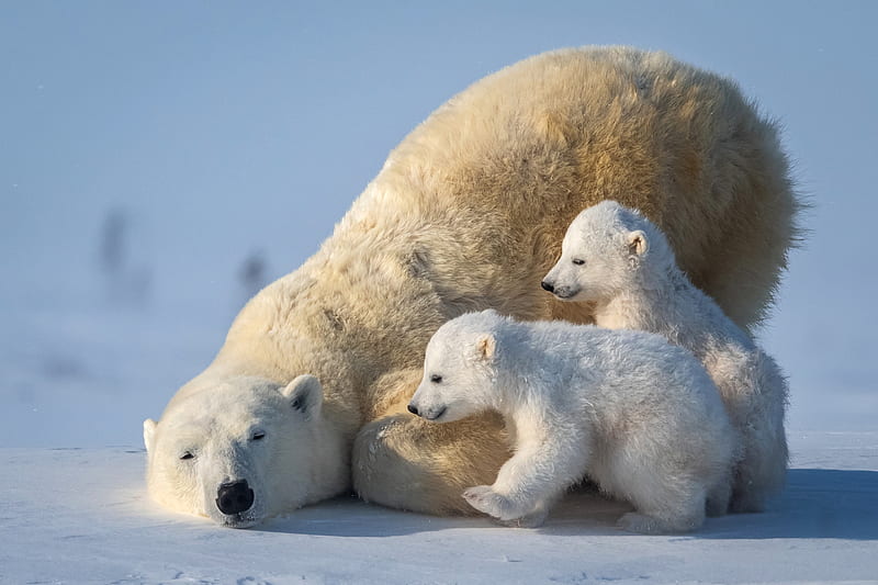 Bears, Polar Bear, Baby Animal, Cub, Wildlife, predator (Animal), HD wallpaper
