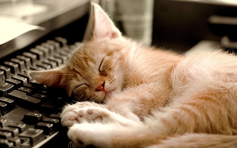 Sleeping Cat-Cute little kitty cat living, HD wallpaper