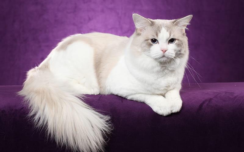 Cat Ragdoll, white fluffy cat domestic cats, cute animals, HD wallpaper