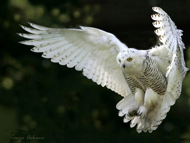 *** Snowy Owl in flight ***, sniezna, ptaki, zwierzeta, sowa, lot, HD wallpaper