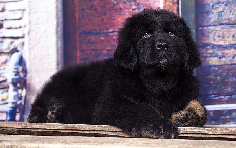 Tibetan Mastiff, pets, puppy, dogs, Canis lupus familiaris, cute animals, HD wallpaper