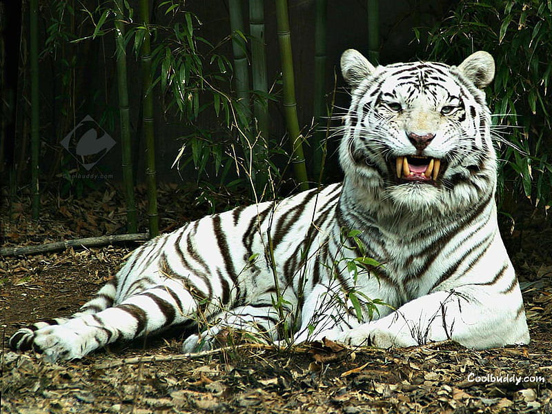 HD happy tiger wallpapers | Peakpx