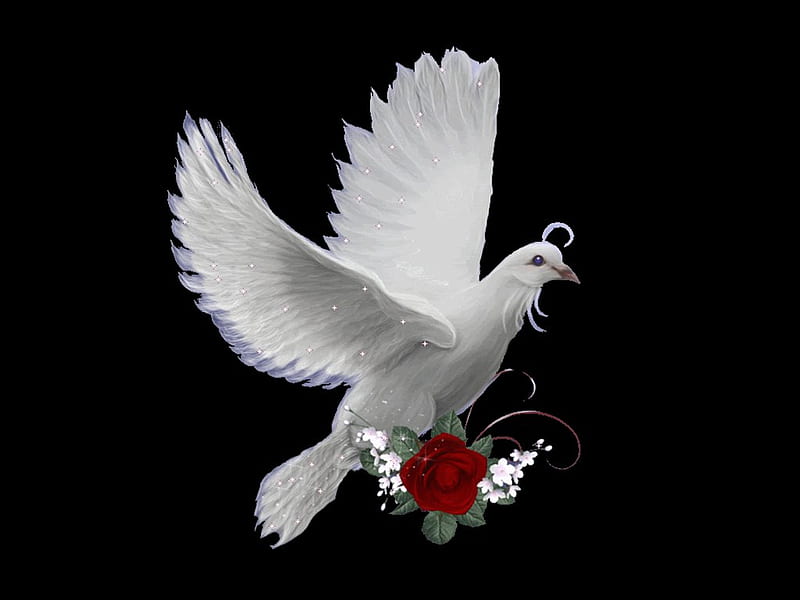 Dove, christ, spirit, bird, rose, peace, god, animal, HD wallpaper