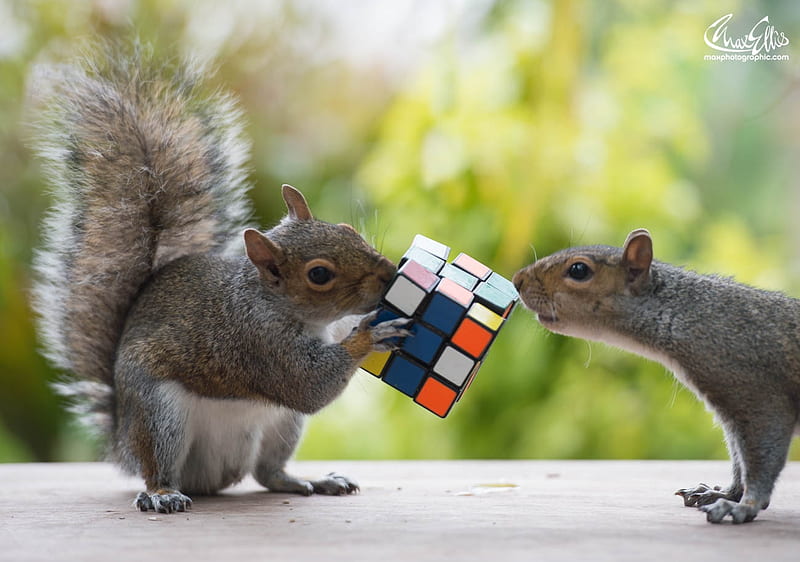 Puzzle experts, veverita, squirrel, puzzle, animal, cute, max ellis, green, funny, couple, HD wallpaper