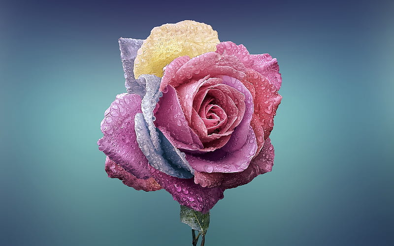 Wallpaper's Collection: «Blue Roses Wallpapers»