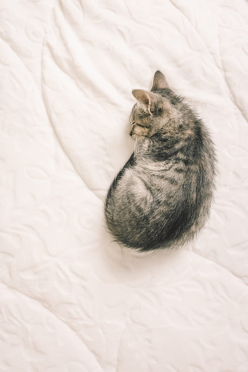 brown tabby cat lying on white textile, HD phone wallpaper