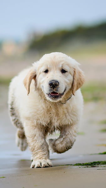 Pagina 5 Palabras Clave De Fondo De Pantalla Golden Retriever Perro Peakpx