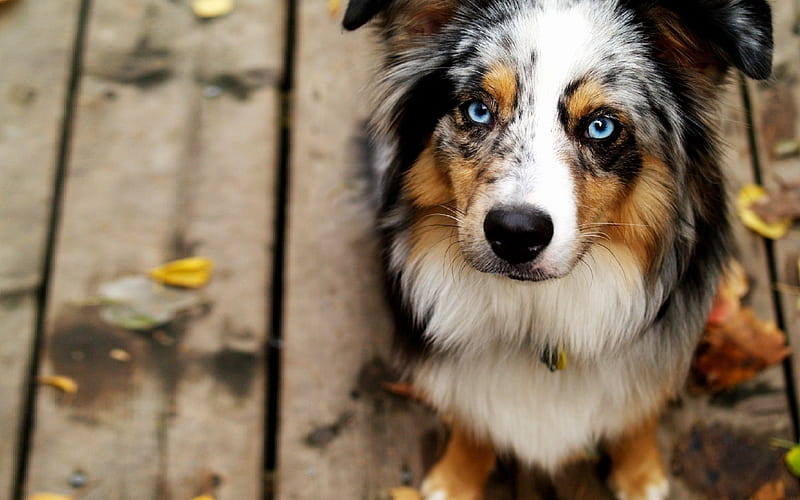 Australian Shepherd Dog, cute dog, blue eyes, Aussie, pets, dogs, Australian Shepherd, HD wallpaper