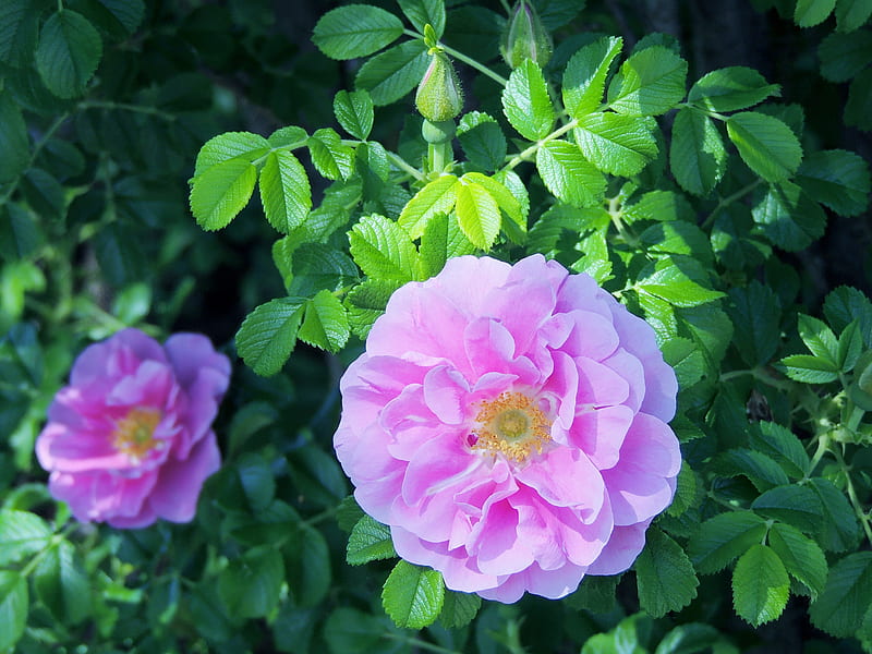 Beautiful Wild Roses, Wild Roses, Leaves, graphy, Flowers, Nature, HD wallpaper