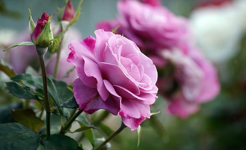 Roses, garden, amazing, purple, rose, HD wallpaper | Peakpx