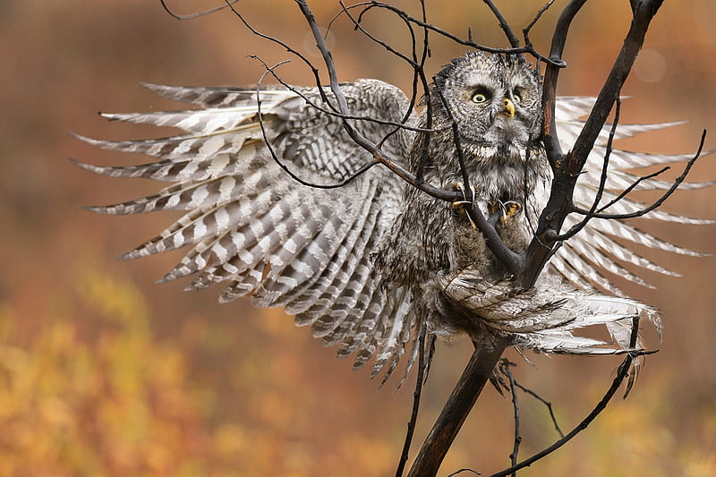 Great Grey Owl, Owl, Bird, HD wallpaper