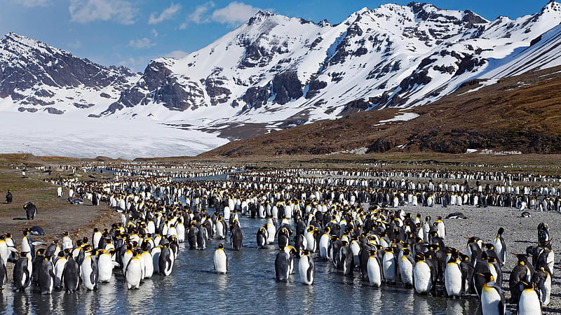 Pinguinos, antartica, summer, colonia, HD wallpaper