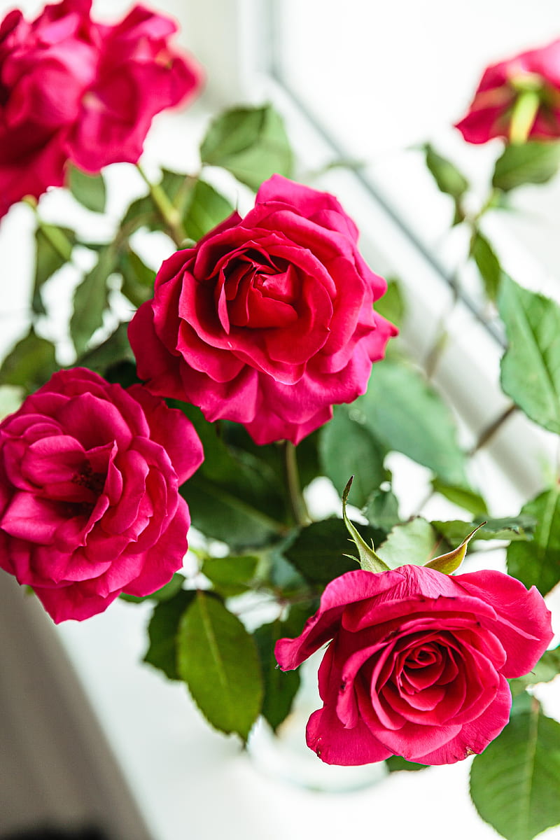 Red rose flowers, HD phone wallpaper | Peakpx