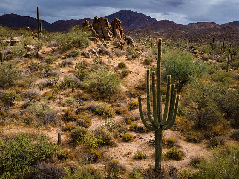 Stormy Arizona Day, plants, hills, usa, cactus, sky, clouds, landscape, HD wallpaper