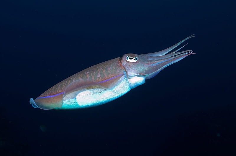 30+ Free Cuttlefish & Squid Images - Pixabay