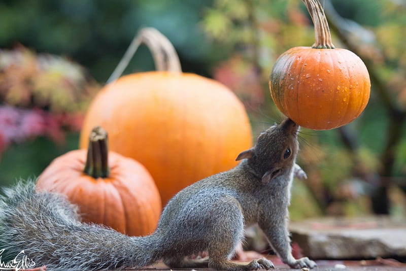 Choosing pumpkins, cute, max ellis, squirrel, orange, halloween, pumpkin, funny, animal, HD wallpaper