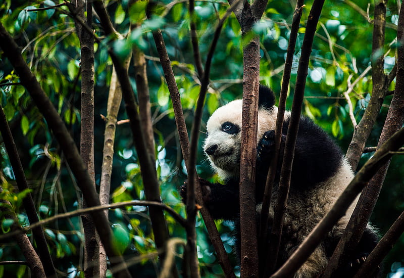 panda, bear, bamboo, branches, HD wallpaper