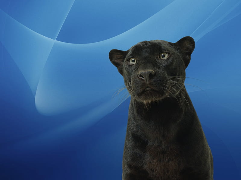 Black panter, feline, panter, black, wildlife, blue, HD wallpaper | Peakpx