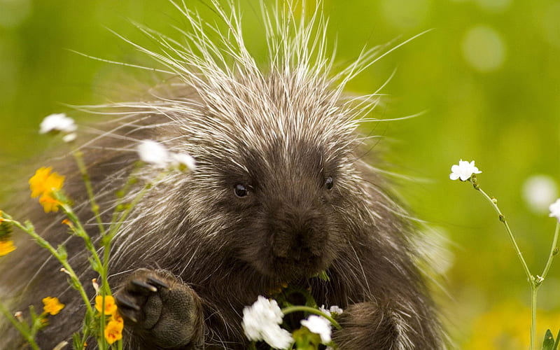 porcupine and wildflowers california-Nature wild animals Featured, HD wallpaper