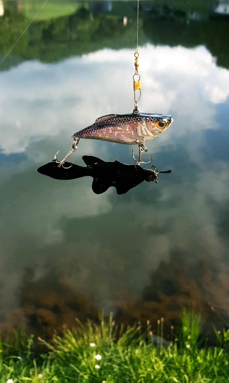 Hooked, cath, fish, leaf, lure, HD phone wallpaper