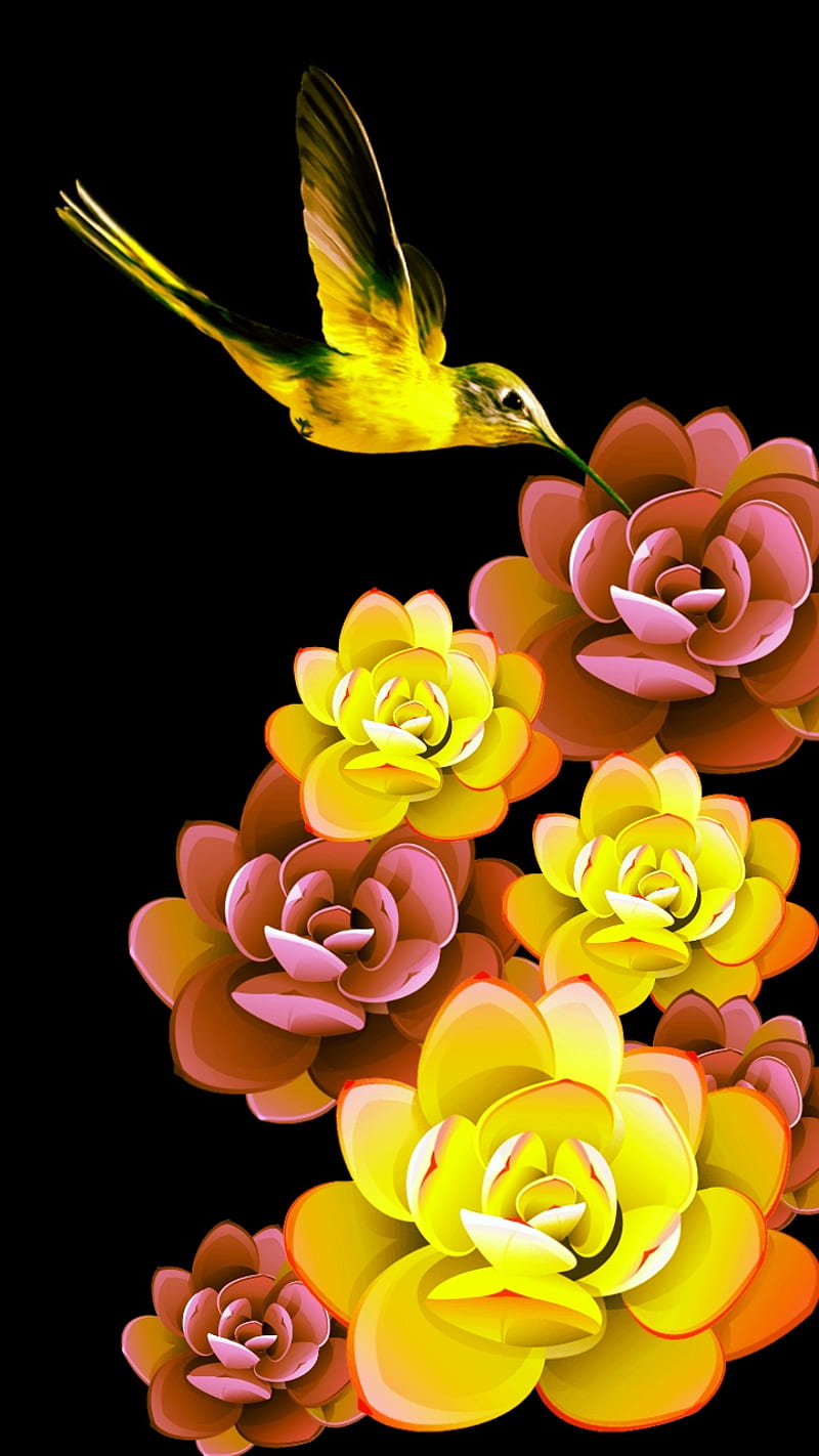 Nectar, black, colorful, flowers, hummingbird, lotus, succulent, HD phone wallpaper