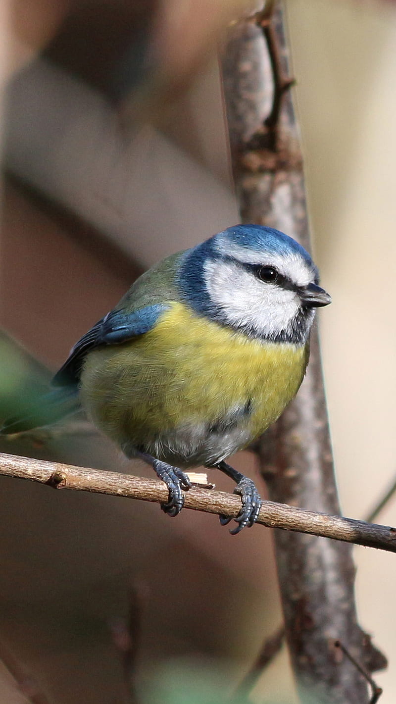 Blue T*t, bird, mesange bleue, nature, oiseau, passerine, HD phone wallpaper
