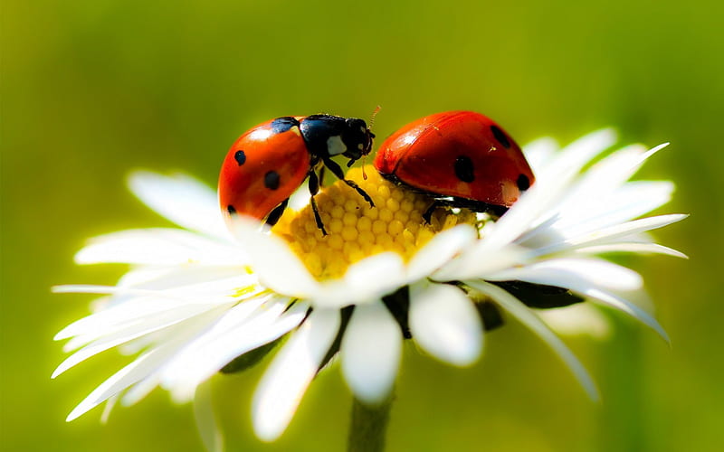 Ladybugs in Daisy, red, yellow, nice, pistils, close-up, flowers, beauty, insects, amazing, , colors, black, daisies, cool, bautiful, macro, awesome, nature, petals, white, daisy, ladybugs, natural, HD wallpaper