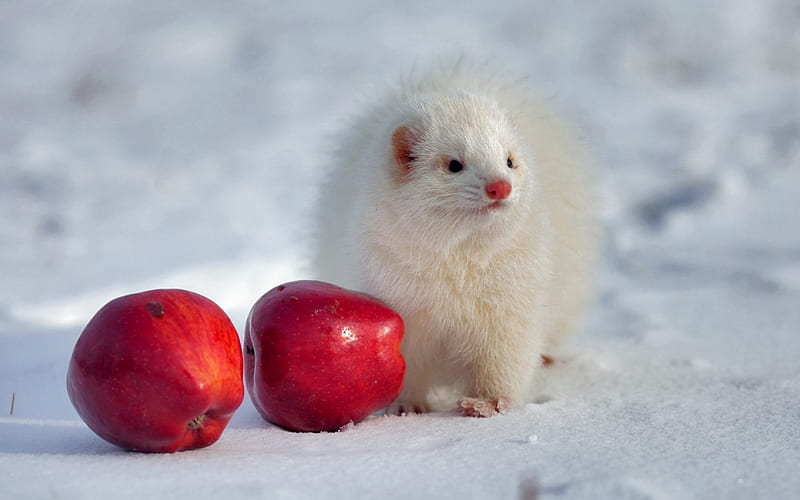 White ferret, apple, red, hermalina, winter, fruit, dihor, snow, white, fur, ferret, HD wallpaper