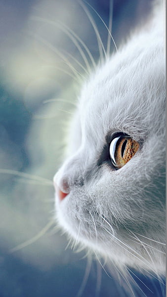 Goyangi: Tận hưởng một khoảnh khắc ngọt ngào với Goyangi - chú mèo nhỏ xinh xắn. Một siêu sao trên mạng xã hội với hàng trăm nghìn lượt theo dõi. Dễ thương và đáng yêu, cào méo trên từng ngóc ngách của nhà cửa, Goyangi sẽ làm say mê tất cả các fan của loài mèo.