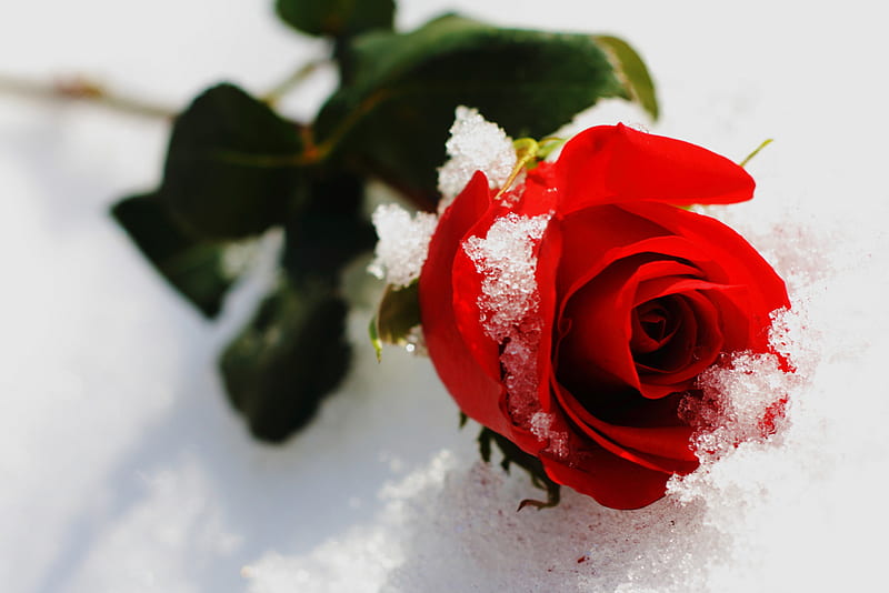 frozen rose, red, frezee, snow, rose, flower, bonito, frozen, HD wallpaper