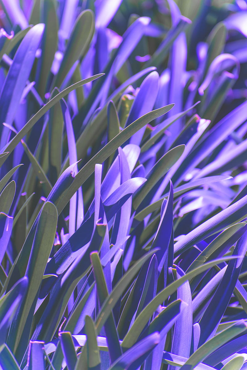 leaves, plant, purple, macro, blur, HD phone wallpaper