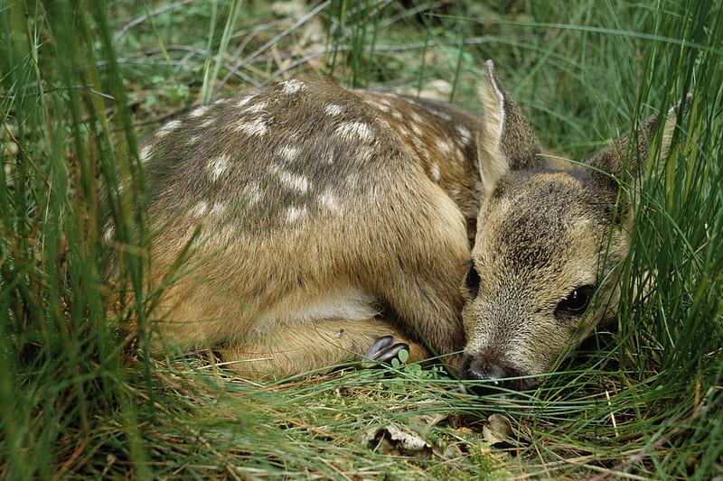 Gentle creature, fawn, grass, resting, baby, deer, animal, cute, spotted, young, spots, HD wallpaper