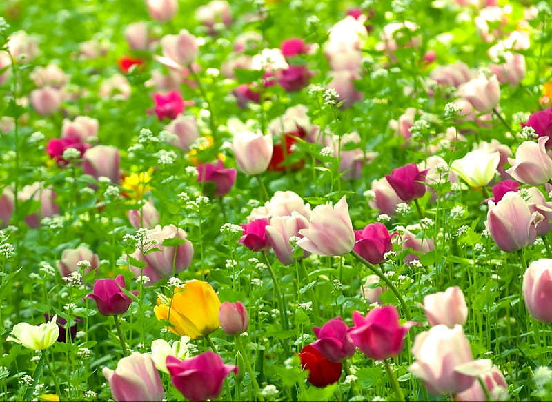 Tulip Fields Forever, bulbs, flowers, fields, spring, tulips, HD wallpaper