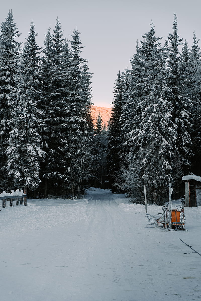 trees, snow, road, winter, nature, HD phone wallpaper