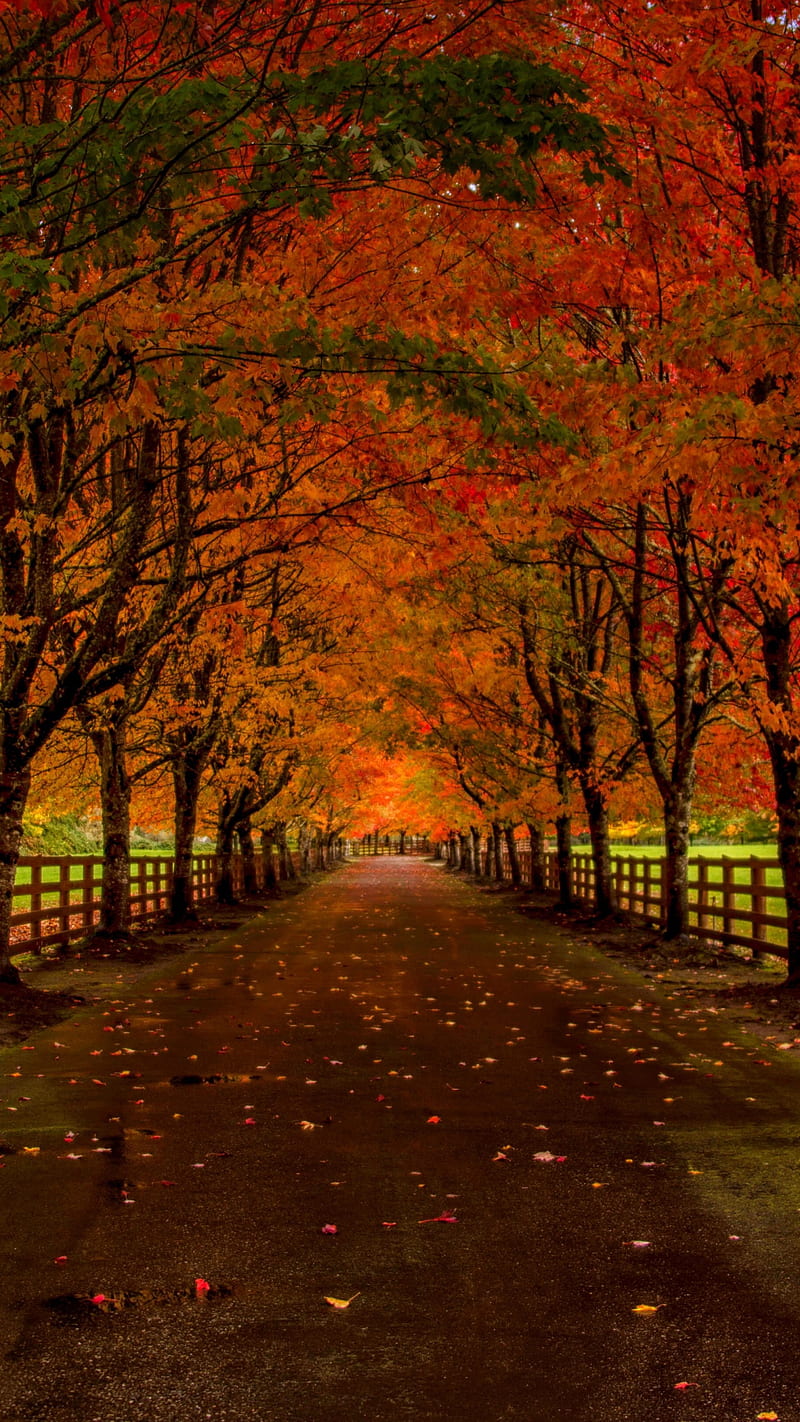 Autumn Road , fall, foliage, fence, nature, HD phone wallpaper