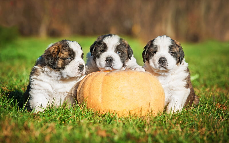 Dogs, St. Bernard, Dog, Pumpkin, Puppy, HD wallpaper