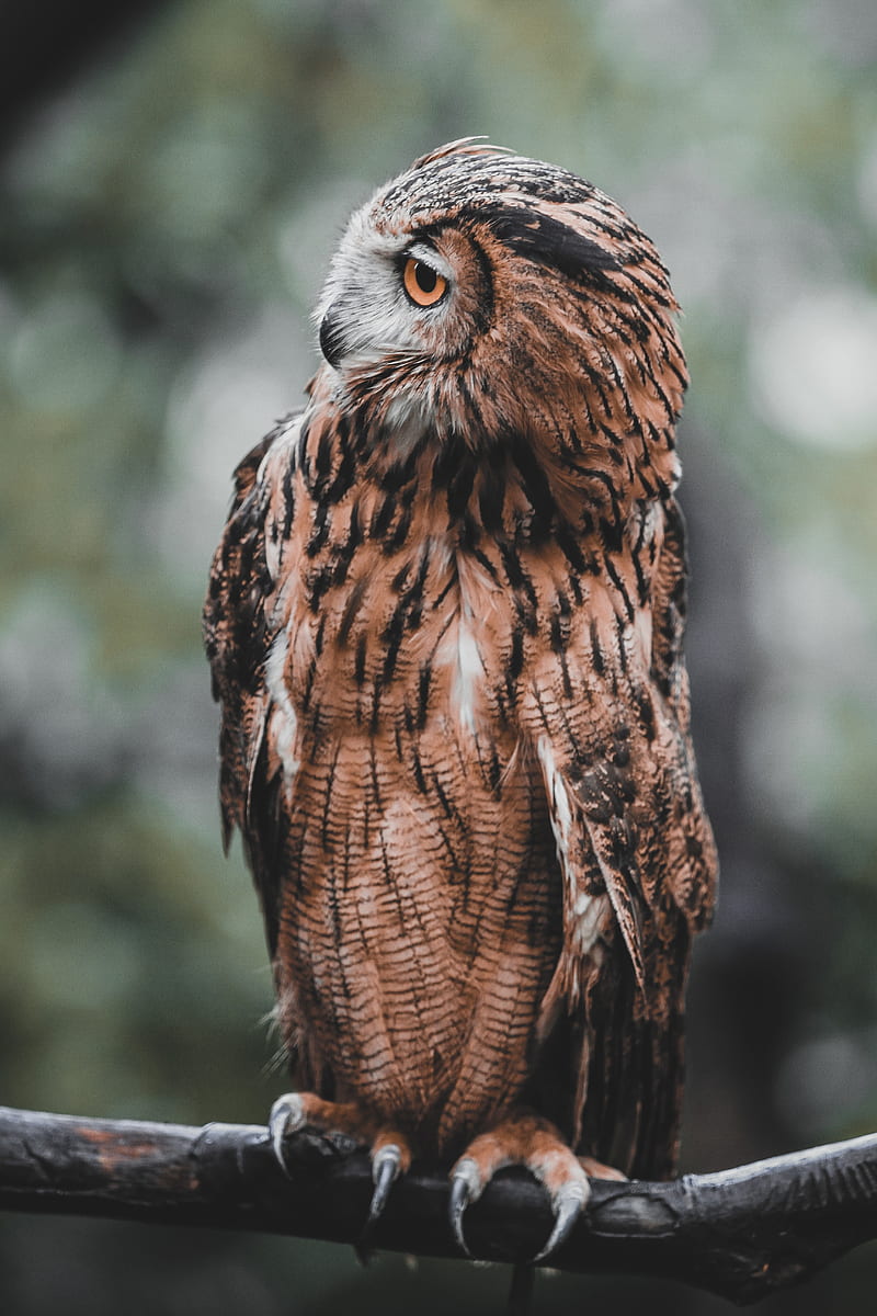 owl, bird, brown, branch, wildlife, HD phone wallpaper