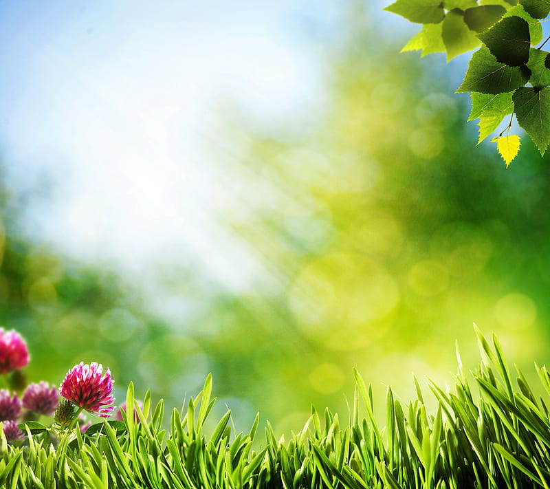 Green Spring, leaves, green, clover, grass, flowers, spring, sunshine, HD  wallpaper | Peakpx