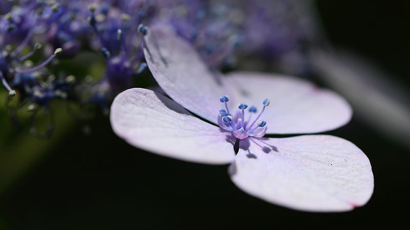 Lavender Flower Petals, flowers, petals, lavender, HD wallpaper