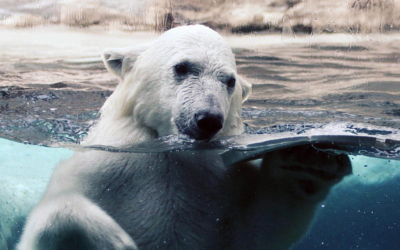 Polar Bear Swimming-Natural animal, HD wallpaper