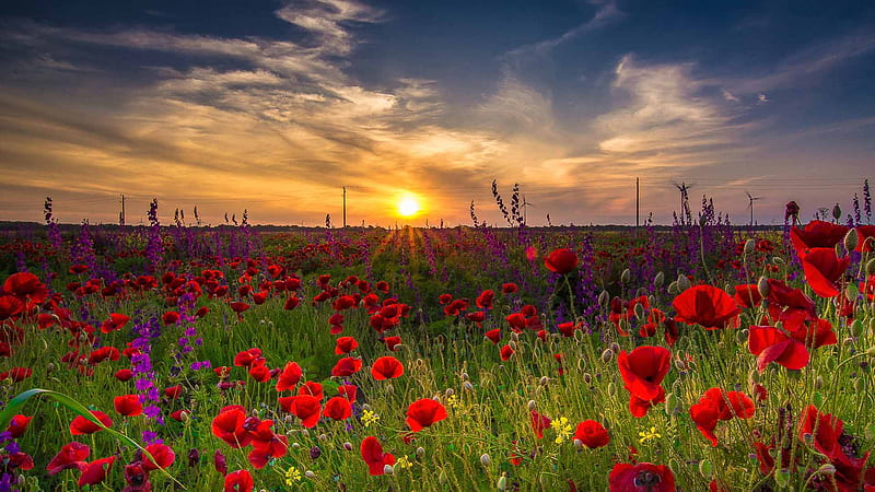 Red Common Poppy And Purple Lavender Flowers Grass Field Under White Clouds Blue Sky During Sunset Flowers, HD wallpaper