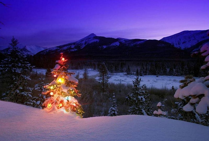Christmas Tree, snow, light, landscape, firs, HD wallpaper