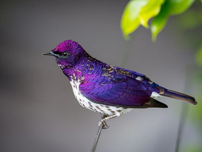 Pretty Purple Bird, pretty, purple, bird, sitting, branch, HD wallpaper