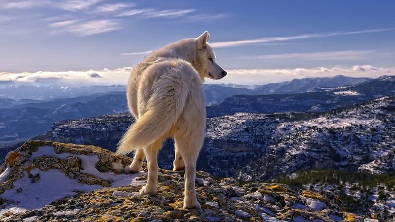Artic White Wolf, Fur, Rocks, Wolf, Outdoors, HD wallpaper