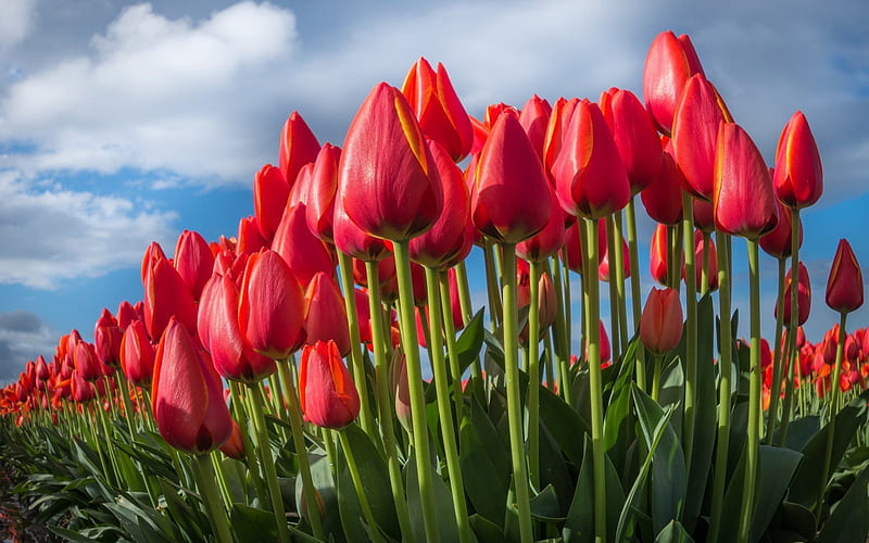 red tulips, field of tulips, red flowers, tulips, roses paradise garden, HD wallpaper